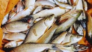 CG Fishing Ban