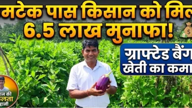 Chhattisgarh Grafted Brinjal