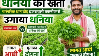 Dhaniya Ki Kheti
