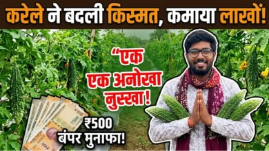 Karela Ki Kheti