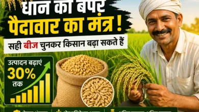 Rice Seed Selection