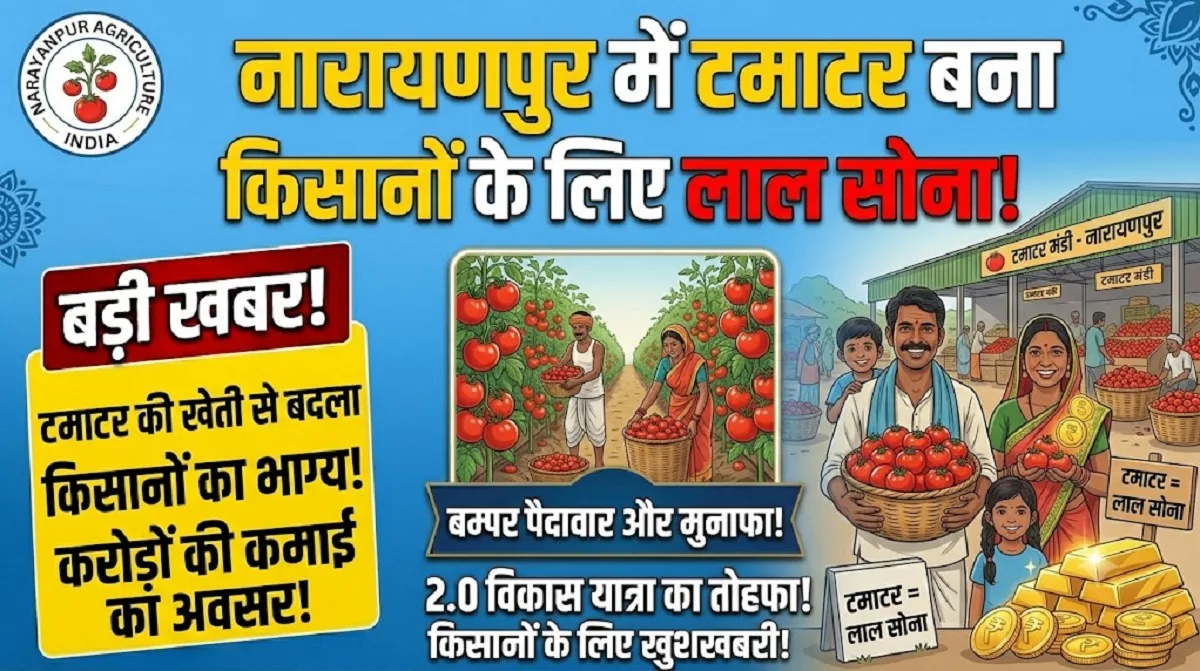 Tomato Farming In Narayanpur