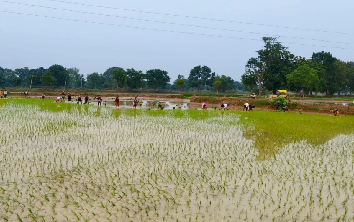 Dhan Ropai News